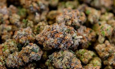 Propuesta de ley sobre el CBD en Francia