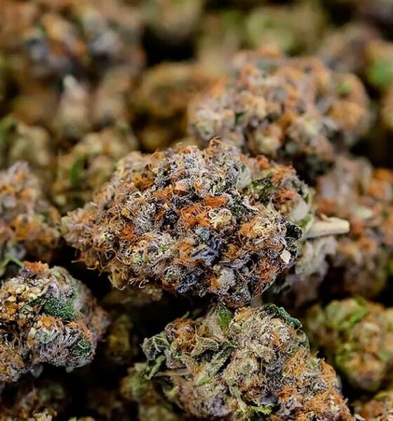 Propuesta de ley sobre el CBD en Francia