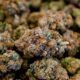 Propuesta de ley sobre el CBD en Francia