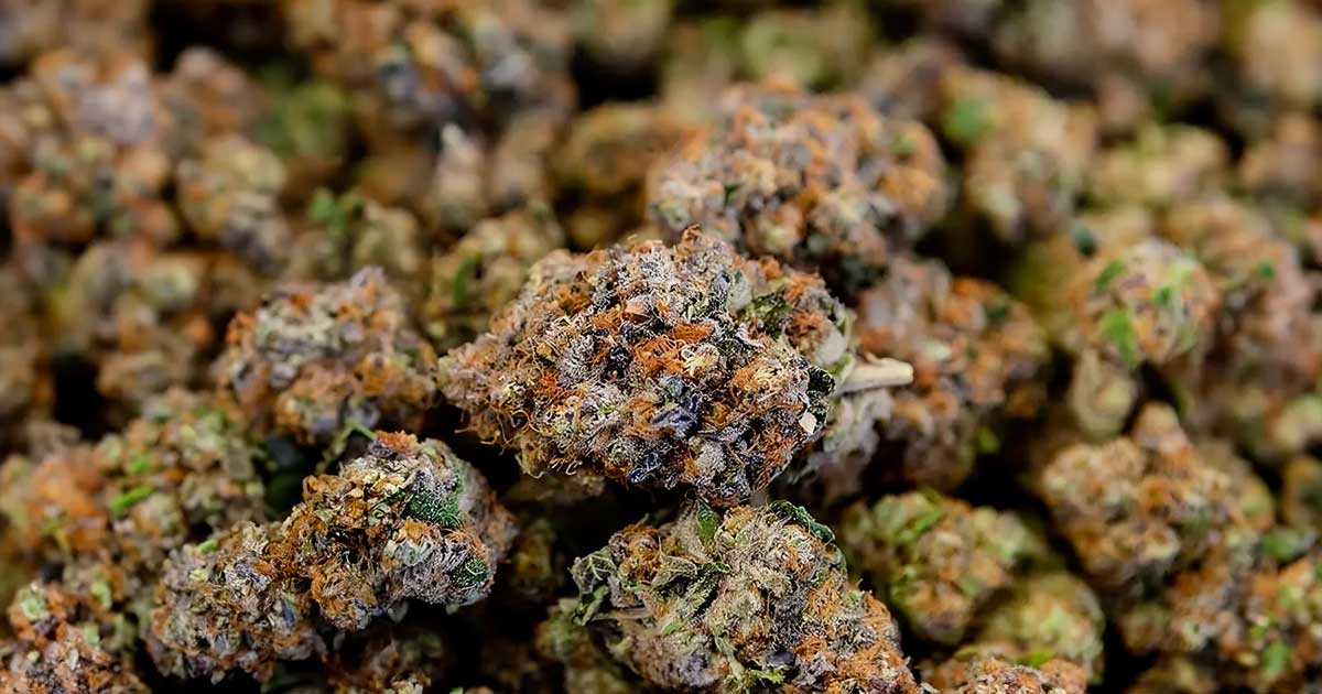 Propuesta de ley sobre el CBD en Francia