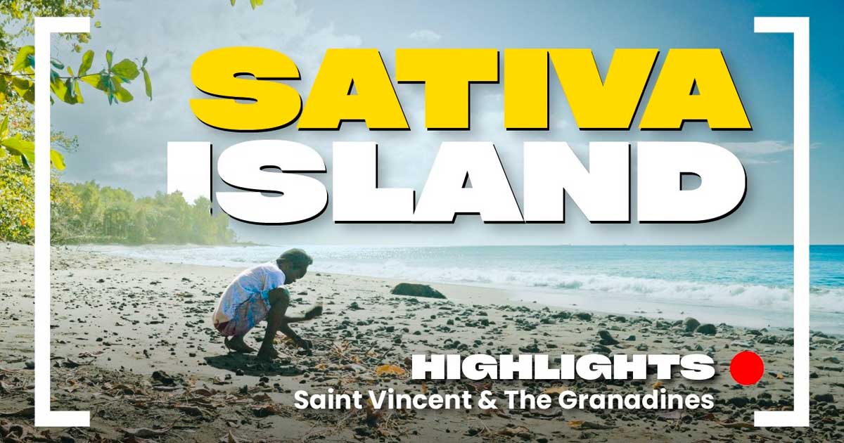 Las variedades sativa de San Vicente y las Granadinas
