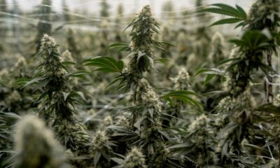 Suspensión de la reclasificación del cannabis en Estados Unidos