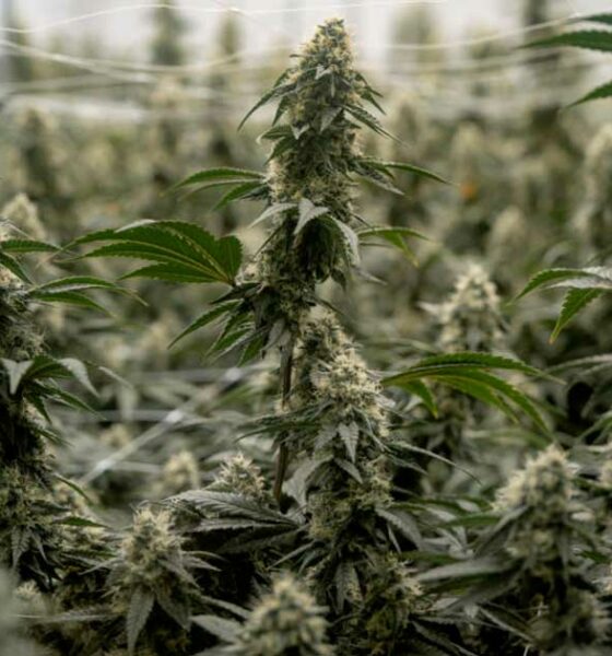 Suspensión de la reclasificación del cannabis en Estados Unidos