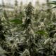 Suspensión de la reclasificación del cannabis en Estados Unidos