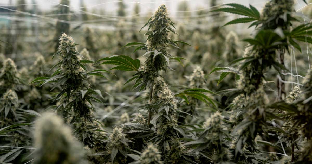 Suspensión de la reclasificación del cannabis en Estados Unidos