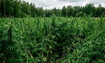 Nuevas normativas sobre el cáñamo en Europa
