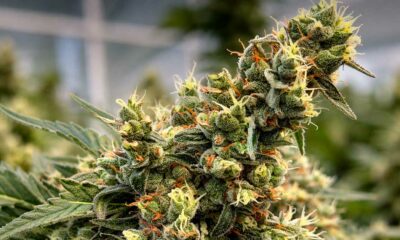 La variedad THCV Harmony