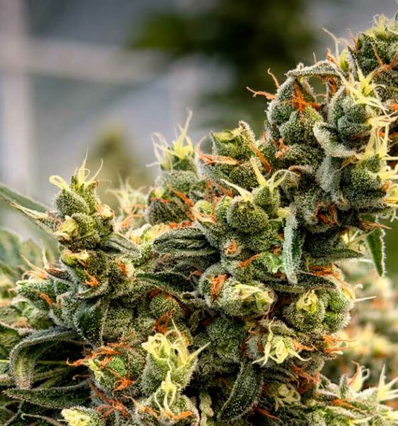 La variedad THCV Harmony