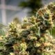 La variedad THCV Harmony