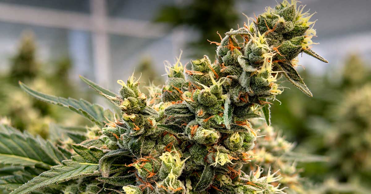 La variedad THCV Harmony